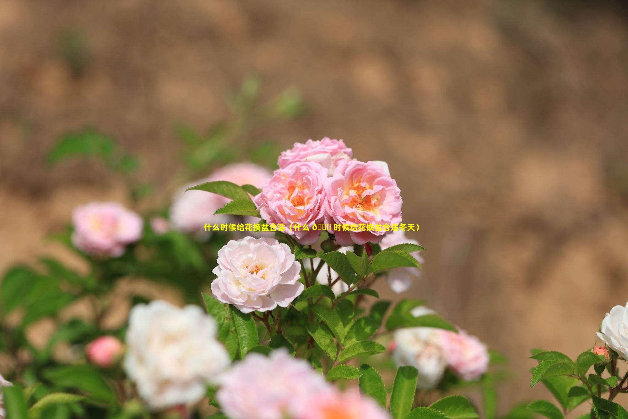 什么时候给花换盆合适（什么 💐 时候给花换盆合适冬天）